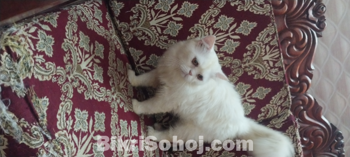 Persian cat long cot